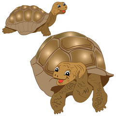 Funny Turtles