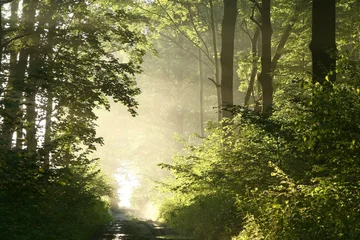Fotobehang Mistige lenteochtend in het lommerrijke bos © Aniszewski