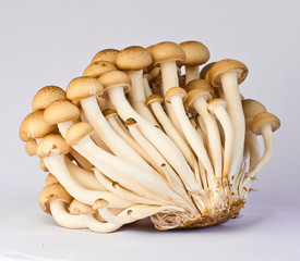 mushroom