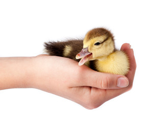 Duckling