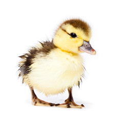 Duckling