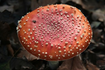 L'amanite ,tue-mouche, Amanita, muscaria,