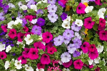 Fotobehang Colorful petunia flowers close up. © Sharpshot