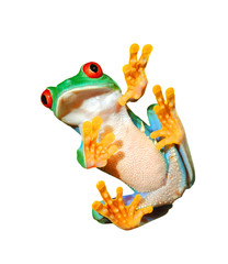 red-eye frog sitting verticaly isolated on white