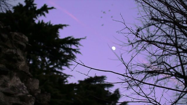 Autumn Birds and Moon
