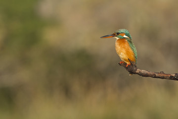 martin pecheur perché