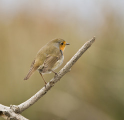 rouge gorge