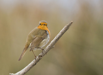 rouge gorge