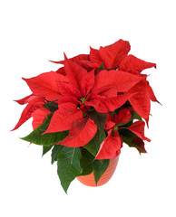 Beautiful red poinsettia isolated on white.