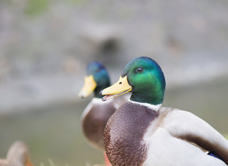 Mallard duck