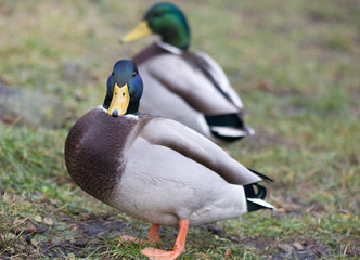 Mallard duck