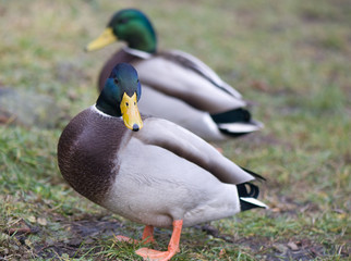 Mallard duck