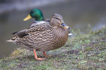 Mallard duck