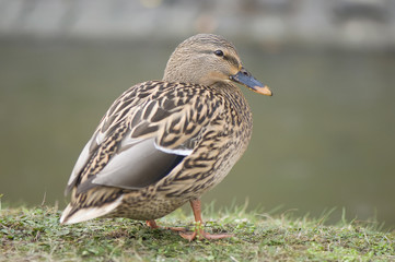 Mallard duck