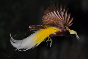 Fototapeta premium rajski ptak w locie