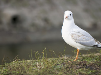 Gull