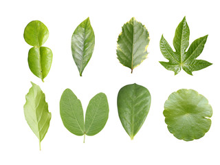 Green leave collection