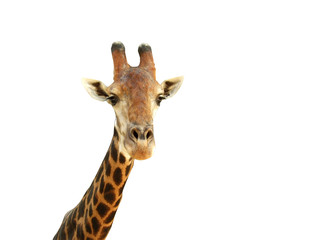 Naklejka premium Giraffe Head