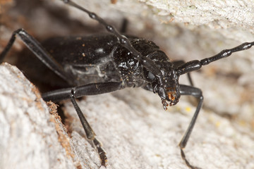 Great capricorn beetle (Cerambyx cerdo)