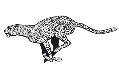 Gepard © scusi