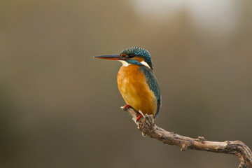 martin pecheur sur un arbre