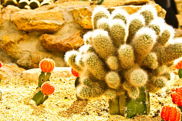 cactus