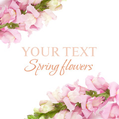 Spring floral background - pink flower isolated