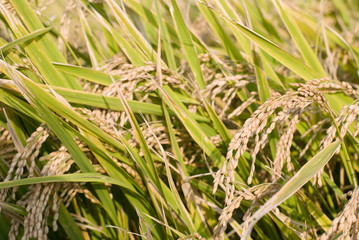 収穫間近の田んぼの稲の穂