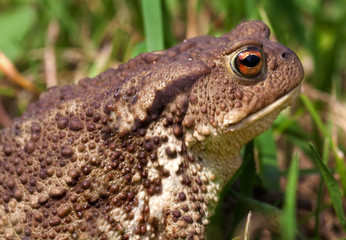 common toad bufo bufo