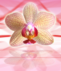 Orchidee Orchideenblüte
