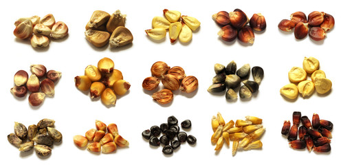 Zea mays 2