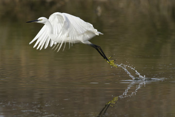 aigrette garzette