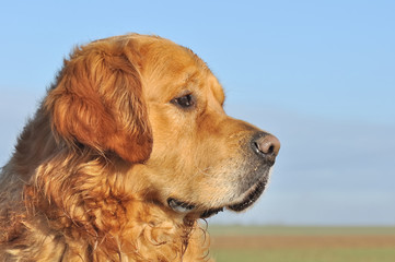 profil d'un glden retriever © coco