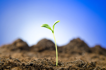 Green seedlings in new life concept