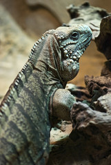 Green Iguana