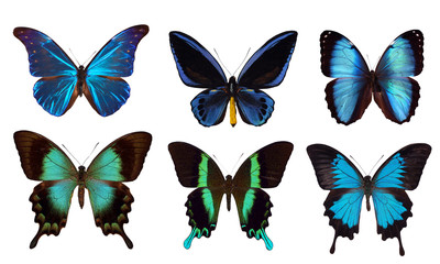 6 blue butterflies