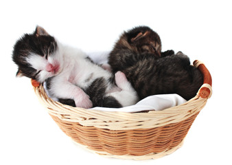 Kitten in a basket