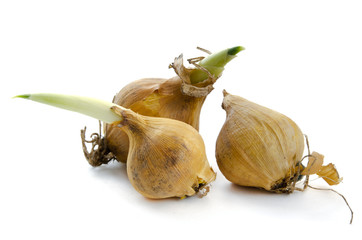 Blumenzwiebeln der Iris