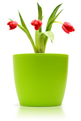 tulips in pot on white background