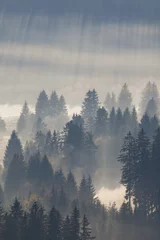 Küchenrückwand glas motiv Wald im Nebel Am Morgen