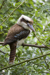 Kookaburra