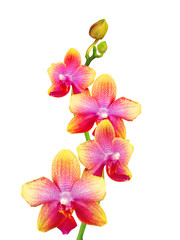 beautiful orchid isolated on white background