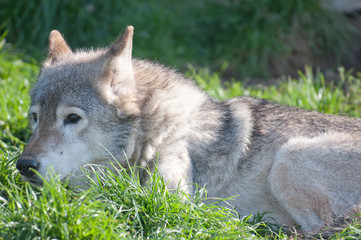 Wolf lying in the grass