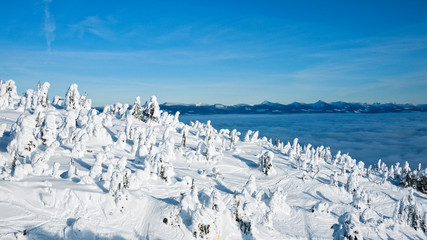 Fototapeta na wymiar Winter skiing