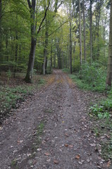 Fototapeta premium Dietkirchen Waldweg
