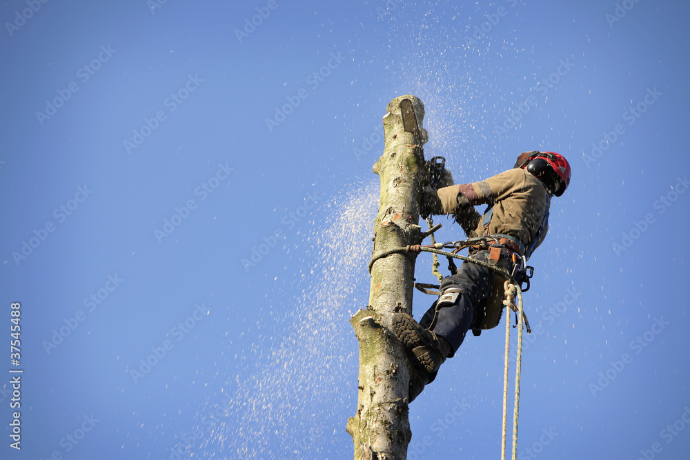 Canvas Prints arborist cutting tree