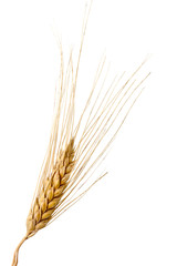 Isolated wheat