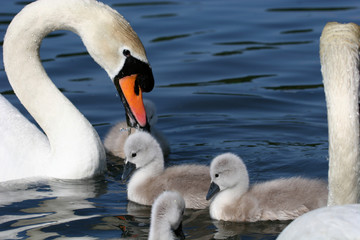 Obraz premium swan and cygnets