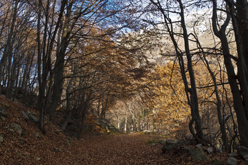 Fototapeta premium bosco in autunno - alpi
