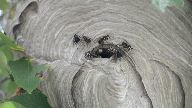 Bald-faced hornet&rsquo;s nest